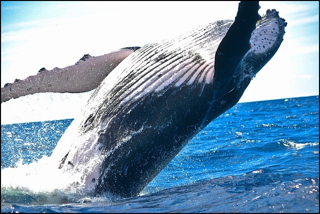 Humpback whale breaching